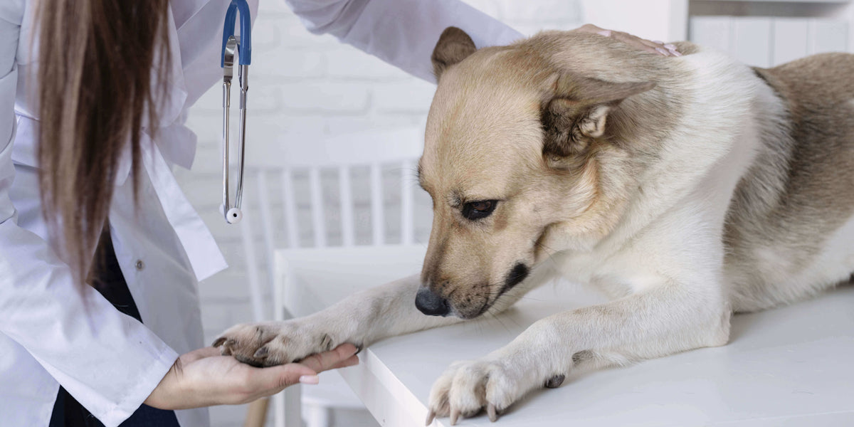 Hund wird beim Tierarzt untersucht