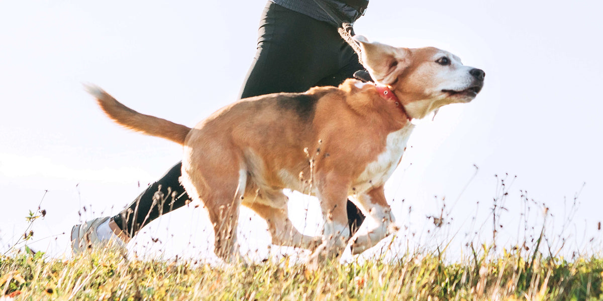 Hund rennt mit Herrchen