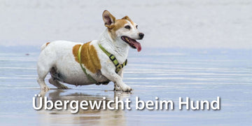 Uebergewicht-Hund.jpg__PID:15a64571-c445-4b27-8b79-f578be83f357