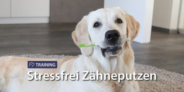Stressfrei Zähneputzen beim Hund