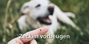 Zecken beim Hund vorbeugen