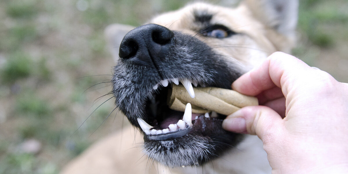 Zahnpflege beim Hund fuer starke Zaehne