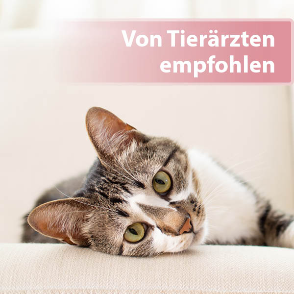Felisept Augenpflege-Pads für Katzen Content 04