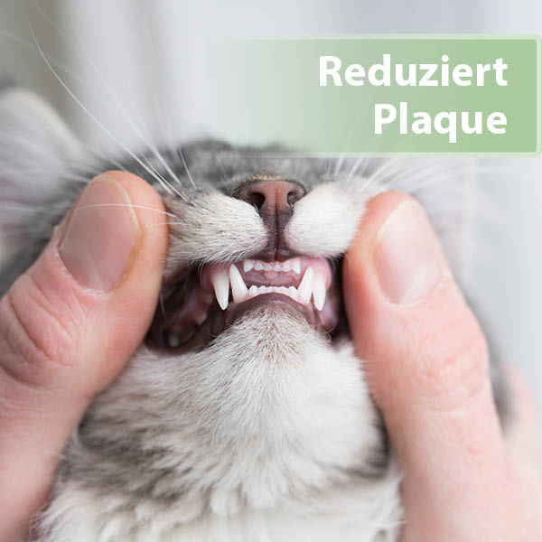 Felisept Zahnpflege-Pads für Katzen Content 02