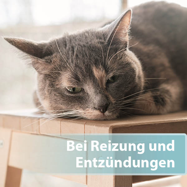 Felisept Hautpflegespray für Katzen Content 02