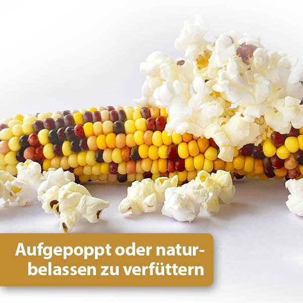 Quiko Hobby Farming - Mini Popcorn Content 02