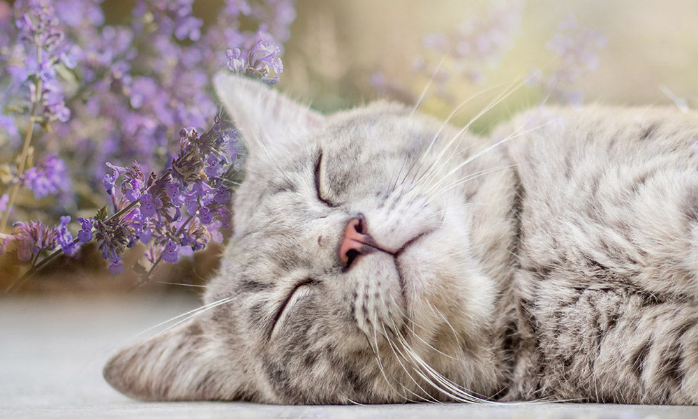 Natürliche Katzenminze für eine entspannte Katze