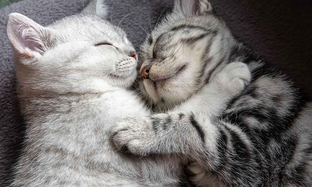 Zwei Katzen kuscheln auf dem Sofa