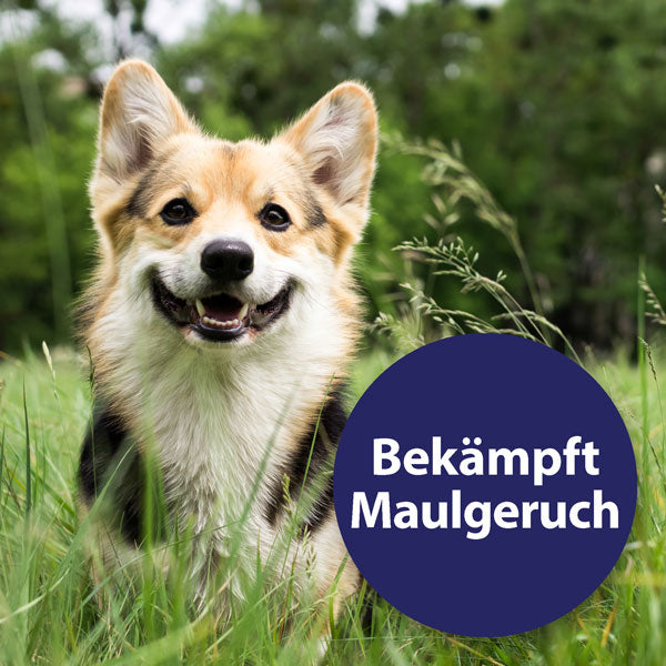 Canosept Zahnpflege für Hunde 02 Canosept Zahnpflege für Hunde 02