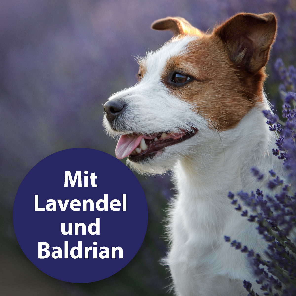 Canosept Home Comfort Beruhigungs-Halsband für Hunde Content 01