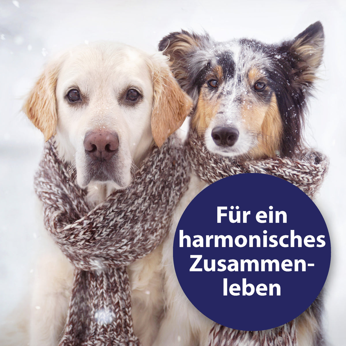 Canosept Home Comfort Beruhigungs-Halsband für Hunde Content 02