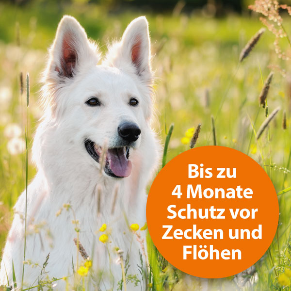 ARDAP Zecken und Flohhalsband für Hunde Ardap Care GmbH