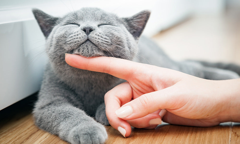 Graue Katze lässt sich am Kinn streicheln