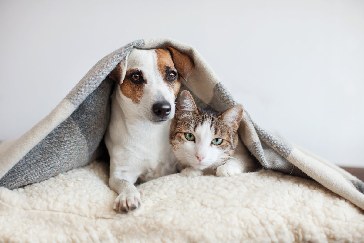 STOP Katzen und Hunde Abwehrmittel - Hygiene mit System
