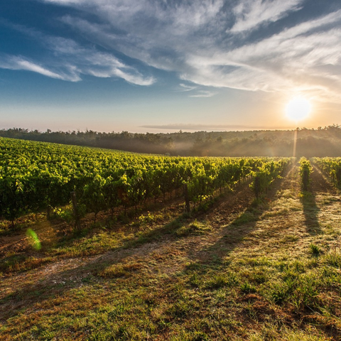 Italian Vineyard