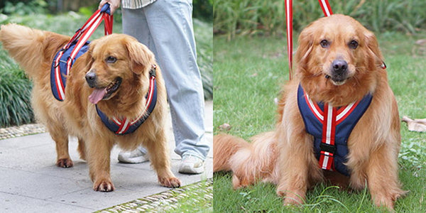 dog support harness Helps pet walk, go up and down stairs