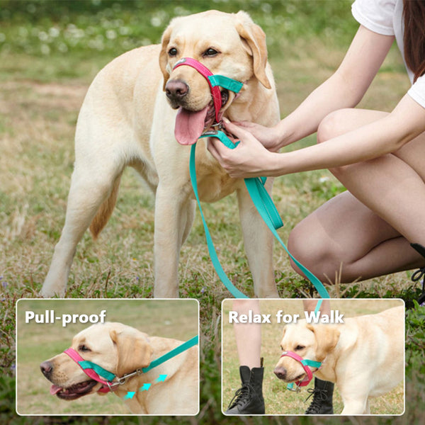 dog head collar can prevent dog from pulling