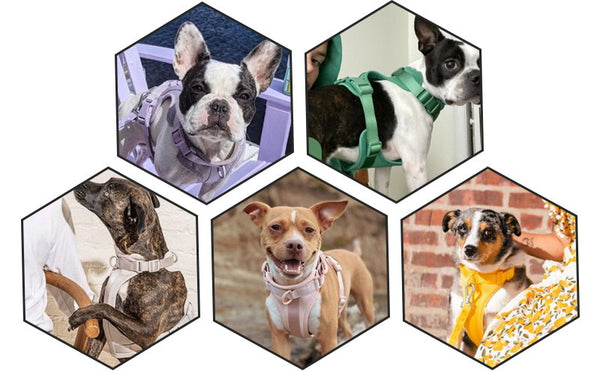 dog vest harnesses display