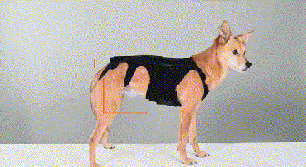 our dog back brace support 3 major regions: thoracic, lumbar, and sacral