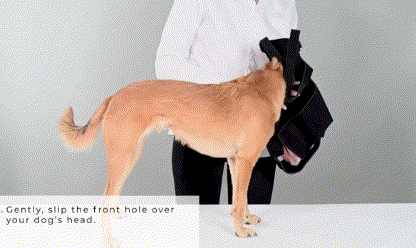 dog back brace use step