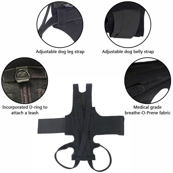 dog back brace details