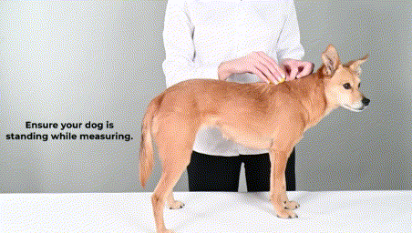 dog back brace measurement method