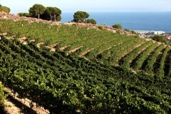 Alta Alella vineyards in Catalunya from Barcelona