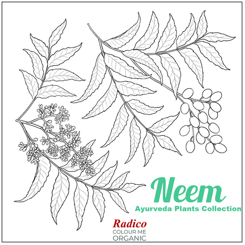 Ayurveda plans collection. Neem Leaf Powder Image.