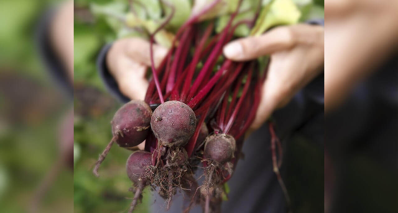 Boost Your Athletic Performance with Beetroot: Unleash the Power of Na –  Harctic