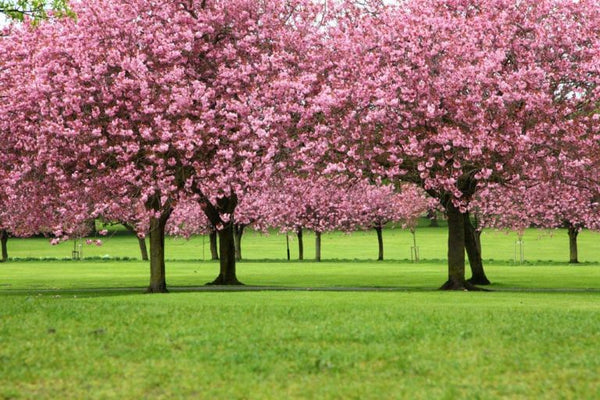 Flor de Cerezo Japonés: Una Metáfora de la Naturaleza Cíclica de la Vi -  Arbol de mi Vida™