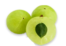 Indian Gooseberry(Amalaki, Dhatriphala)

