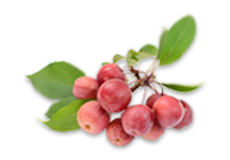 Crab Apple

