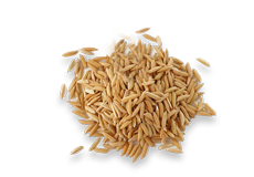 Wheat Germ

