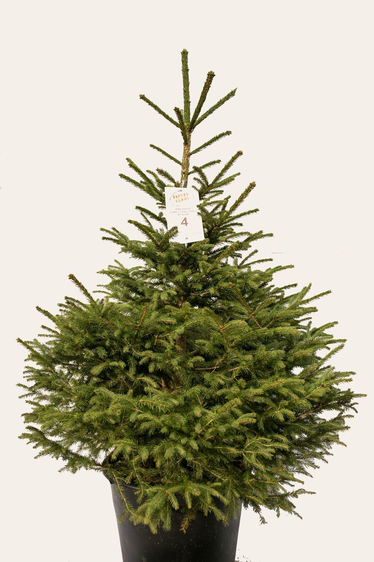 Rental Claus Tree Hire Cotswold Fir Primrose Vale Farm Shop