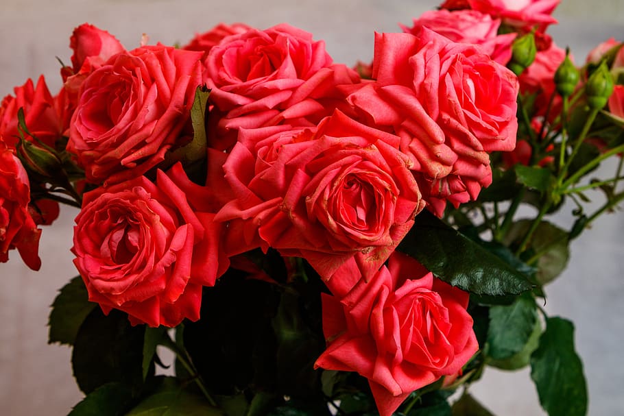 15th Anniversary - Roses - Florist