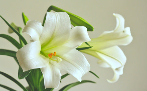 Lilies