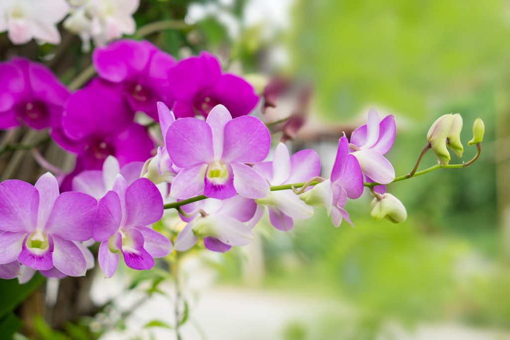 Purple Orchids