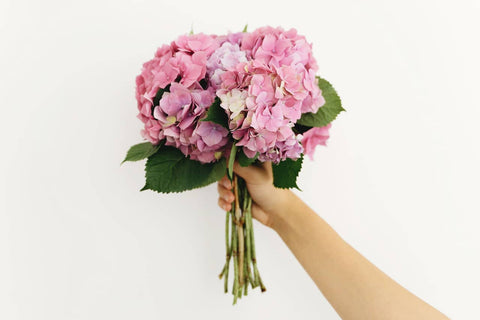 Hand holding pink and purple hydrangea