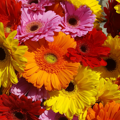 Gerberas-orange-pink-red-yellow