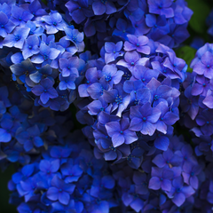 purple hydrangeas