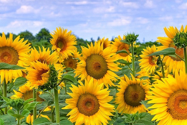 FLORA MOMENTS Sunflowers