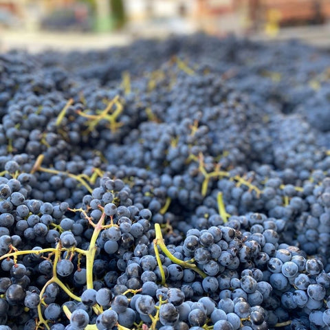 tempranillo grapes