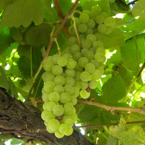 albarino grapes