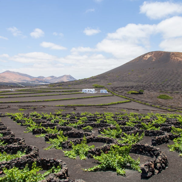 canary islands vineyard