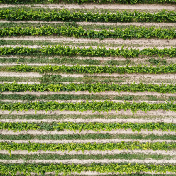 penedes catalonia vineyard