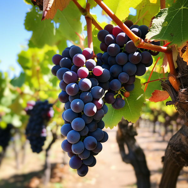 tempranillo_grapes