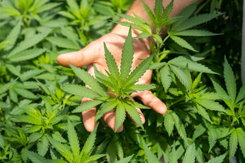 Person holding a help plant in their hand in the middle of a large hemp crop