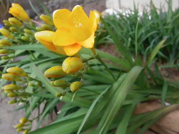 フリージアの花