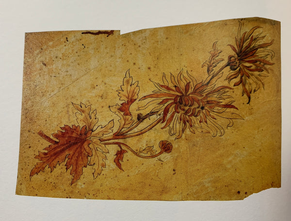 エミールガレ　菊の花のデッサン画