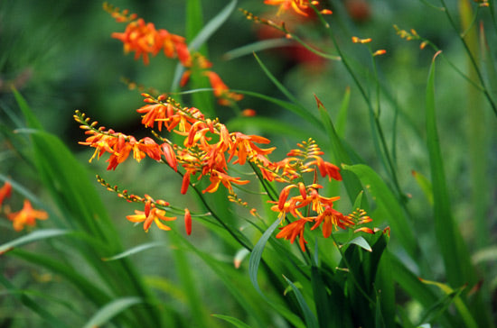 クロコスミアの花